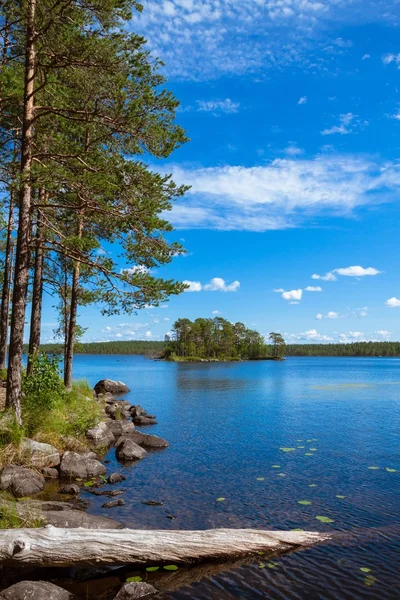 Sosnowego lasu w pobliżu jeziora — Zdjęcie stockowe