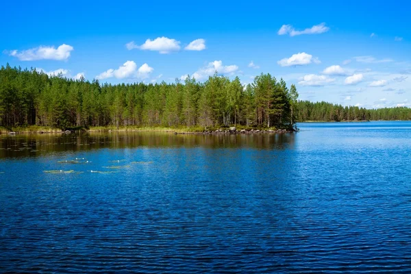 Kiefernwald nahe dem See — Stockfoto