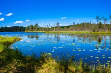 Ulusal parkta nilüferler göl