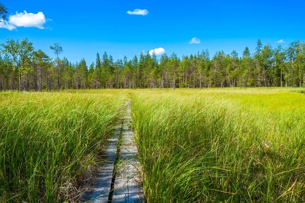 Trä leden bland grönt gräs — Stockfoto