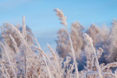 hoarfrost içinde kış günü çimen