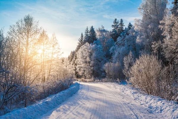 Snöig väg i vinterskogen — Stockfoto