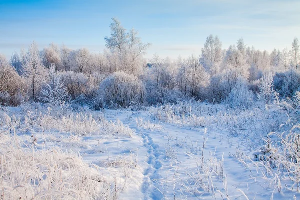 Trilha em um campo nevado — Fotografia de Stock