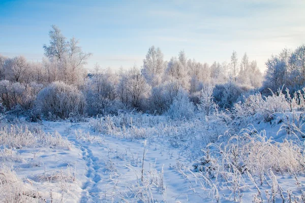 Trilha em um campo nevado — Fotografia de Stock