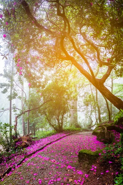 Árvore florescente com pétalas rosa — Fotografia de Stock