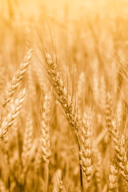 Buğday alanı ile tam olarak olgunlaşmış spikelets