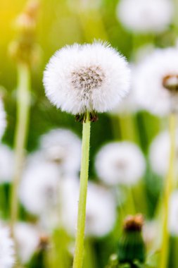 Dandelions güneş ışınları altında