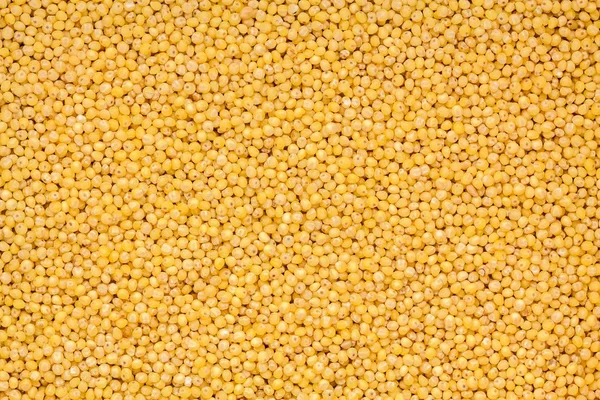 Organic millet seeds — Stock Photo, Image