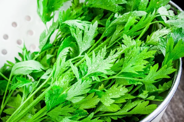 Organic fresh bunch of parsley with drops closeup — Stock Photo, Image