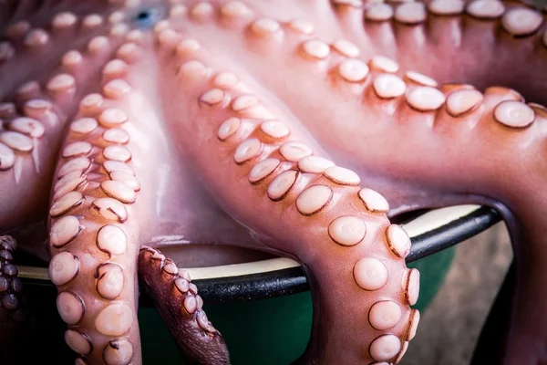 Fresh octopus in the bowl closeup — Stok fotoğraf
