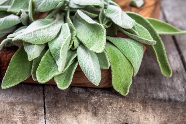 Adaçayı portre taze organik paket