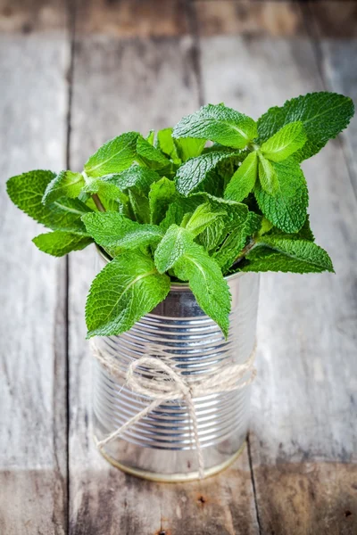 organic fresh bunch of mint in a tin