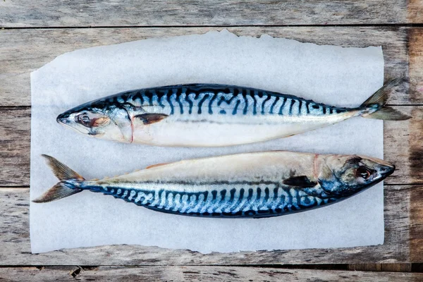 Two raw fresh mackerel fishes on a paper — Stock Photo, Image