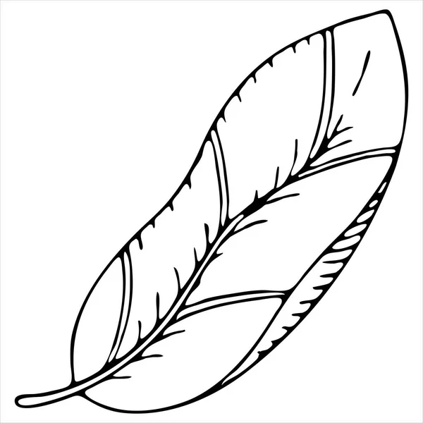 Feuilles Tropicales Élément Vectoriel Doodle Coloration Noir Blanc — Image vectorielle