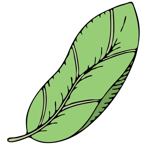 Feuilles Tropicales Vertes Couleur Vectorielle Élément Doodle Avec Contour Noir — Image vectorielle