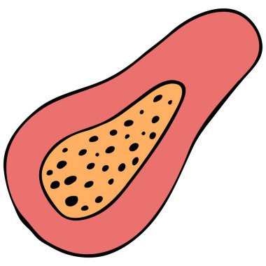 turuncu tropikal meyve papaya kesimi, vektör rengi karalama elementi siyah çizgili