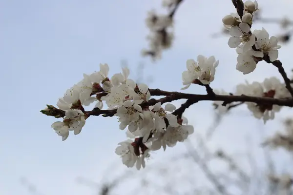 Квітучі гілки абрикоси — стокове фото