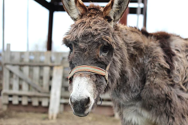 Shaggy donkey head — Stock Photo, Image