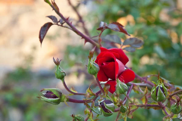 Červené růže na keři v zahradě — Stock fotografie