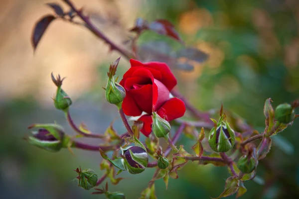 Rosa rosbuske — Stockfoto