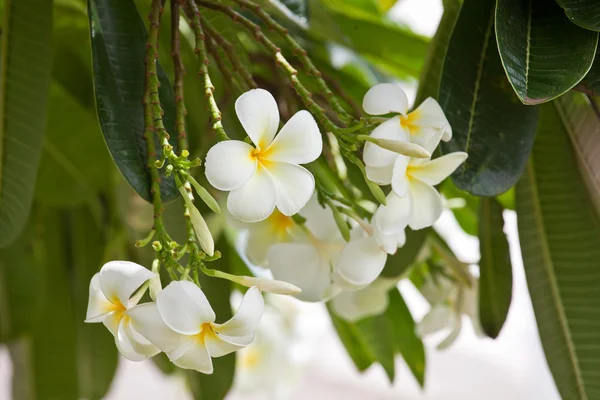 White and yellow frangipani flowers with leaves in background Stock Image