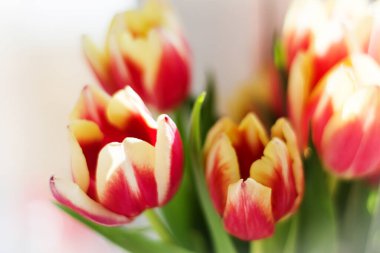 Laleler beyaz arka planda kapanıyor. Çok güzel bir yer. Bahar.