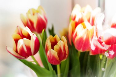 Laleler beyaz arka planda kapanıyor. Çok güzel bir yer. Bahar.