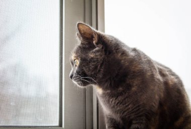Güzel gri bir kedi pencereden dışarı bakar. Evcil hayvan.