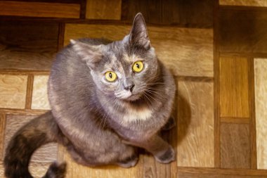 Yerde oturan kedi ona yemek verecek olan ev sahibesine bakar.