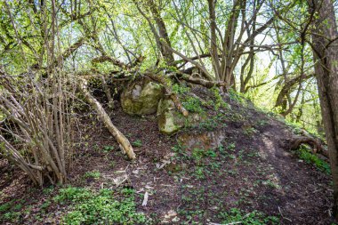 Güneşli bir gün. Vahşi yaşam, devrilmiş ağaçlar, yeşil çimenler.