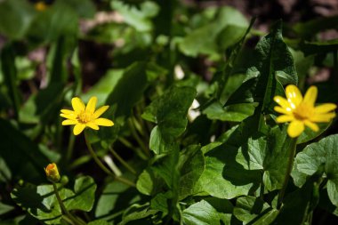 Yeşil çimen ve yaprakların arka planında küçük sarı çiçek