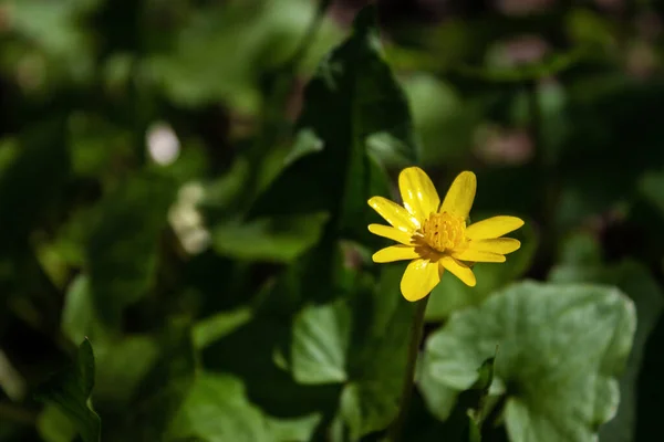 Gul liten blomma mot bakgrund av grönt gräs och blad — Stockfoto