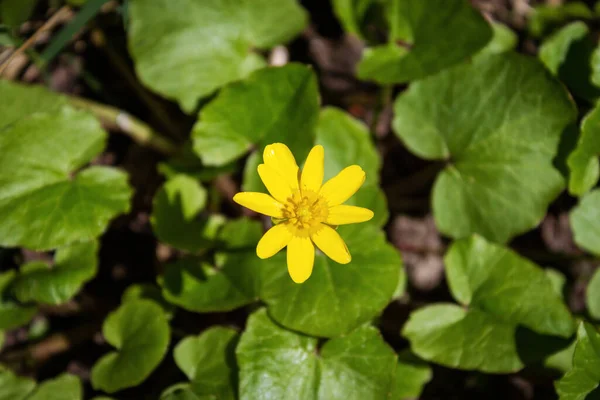 Petite fleur jaune sur fond d'herbe verte et de feuilles — Photo