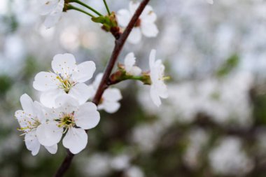 Bahar kiraz çiçekleri. Güzel beyaz çiçekli dallar.