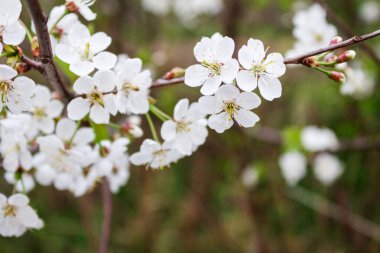 Bahar kiraz çiçekleri. Güzel beyaz çiçekli dallar.