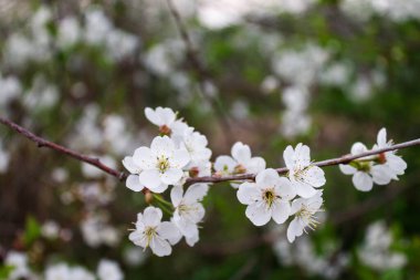 Bahar kiraz çiçekleri. Güzel beyaz çiçekli dallar.