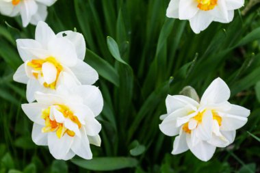 Çok güzel nergisler baharda bahçeyi kapatır.