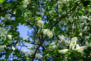 Mavi gökyüzüne karşı bir kiraz ağacı. Kapalı baharda çiçek açan kiraz ağacı..