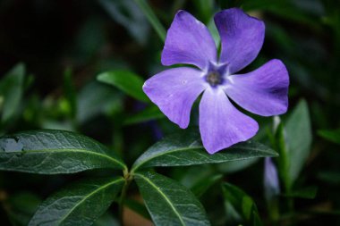 Yaz, bahar. Bahçede güzel mavi çiçekler var..