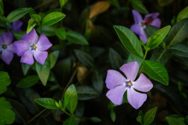 Yaz, bahar. Bahçede güzel mavi çiçekler var..