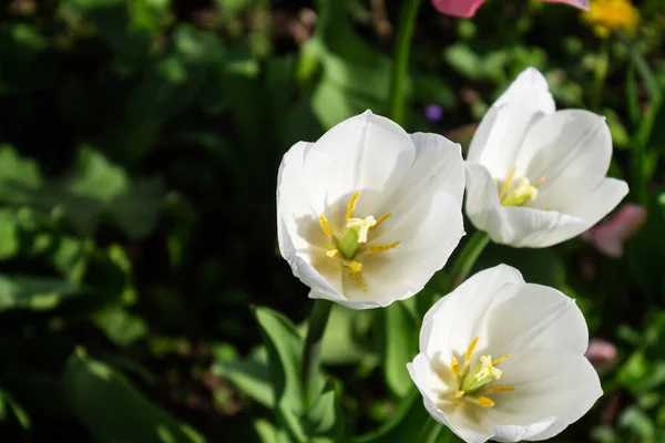 Muy Hermosos Golpecitos Primavera Jardín Cerca —  Fotos de Stock