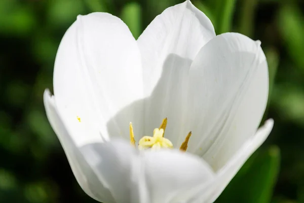 Красивые Тюльпаны Весной Саду Крупным Планом — стоковое фото