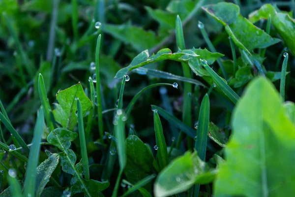 Vroege Zomerochtend Morgendauw Het Groene Gras Close — Stockfoto