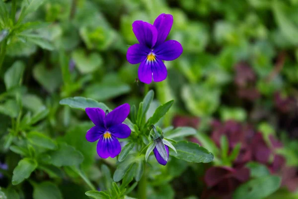 Summer Spring Beautiful Blue Flowers Garden Close — Stock Photo, Image