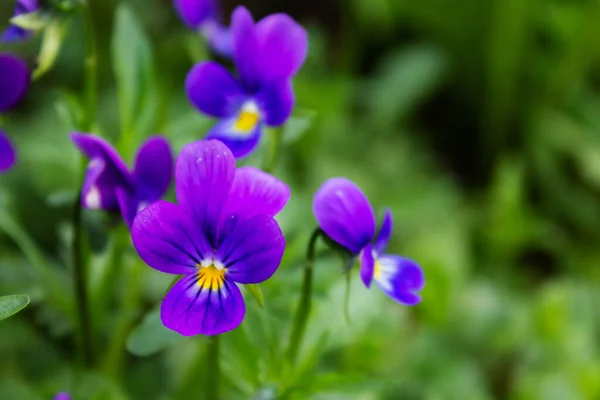 Verano Primavera Hermosas Flores Azules Jardín Cerca —  Fotos de Stock