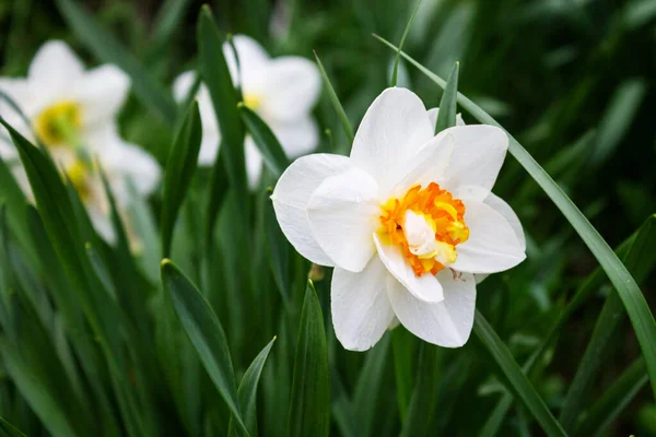 Molto Belle Narcisi Primavera Giardino Vicino — Foto Stock
