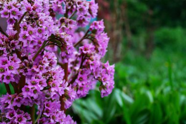 Bahçedeki yeşil arka planda mor çiçekler. Bahar, yaz.