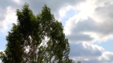 Rüzgarda sallanan huş ağacı mavi gökyüzüne karşı