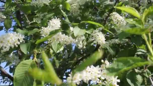 La cereza floreciente en primavera se balancea en el viento. Primer plano de las flores blancas. — Vídeo de stock