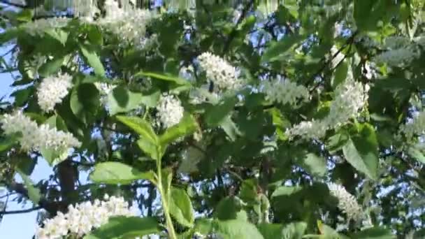 La cerise en fleurs au printemps oscille dans le vent. Gros plan sur les fleurs blanches. — Video